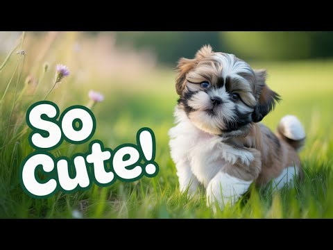 Adorable SHIH TZU Puppy Antics That Will Melt Your Heart!