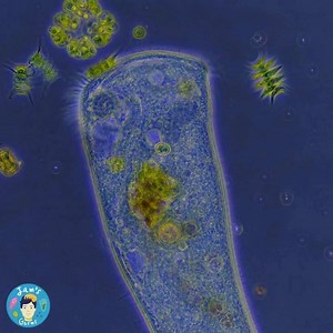 19 reactions | Hello everyone! This is Stentor, one of my favorite...