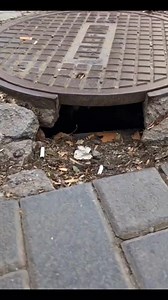 Strange Creatures Filmed Emerging From Underground #horrorvideo #aliencreatures #alien #aihorror | horrorartguy