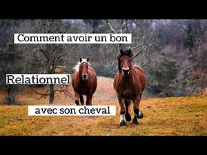 5 conseils clés pour construire une relation solide avec votre cheval | Guide essentiel d'équitation