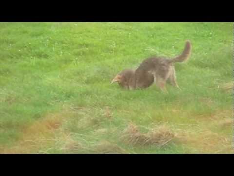 Coyote Catching Rodents