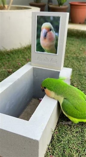 Vẹt đau lòng #thucung #dongvat #vetlamloi #vetthongminh #giaitri