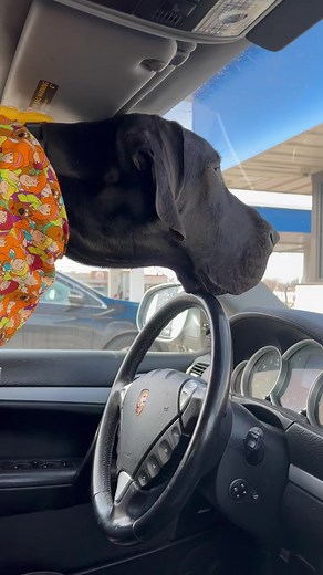 27K views · 2K reactions | Another successful day of training at Lowe's Home Improvement. Joe did so well we even had time to buy a much needed new dishwasher. #dogsoflowes #dogtraining #trainer #dogloversfeed | Larry_the_great_dane | Facebook