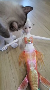 1.8K views · 30 reactions | Does cat like eating mermaid? #mermaidtail #bjd #bjdtail #bjddoll #bjdclothes #cat #mermaid | Dong Fang Jiao | Facebook