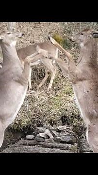 Female Deer Fighting