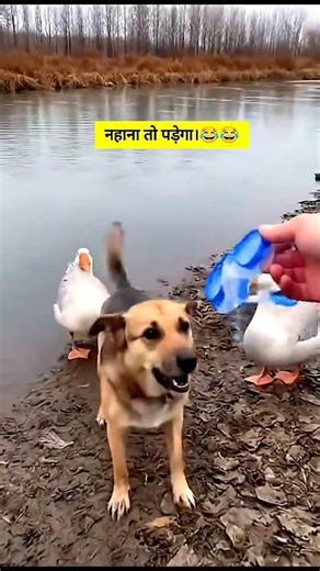 नहाना तो पड़ेगा 😅😝😬 #shortvideo #funny #comedy डॉग 🐕🐶🐕