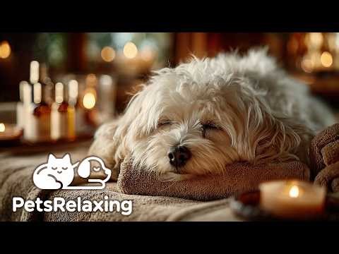 Spa Music Relax Dogs, Spa Dog Music, Zen Spa Dog, Dog Spa And Grooming 🐶🎶