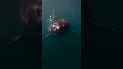 Great white shark spots the camera and comes towards the camera
