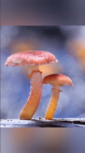 The Secret Life of Mushrooms | Hypnotic Time-Lapse Growth