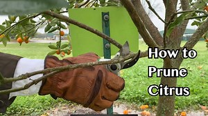 6.1K views · 79 reactions | Learn how to properly prune a citrus tree...
