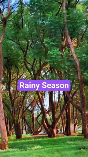 Bahir Dar in the Rainy Season #duet #love