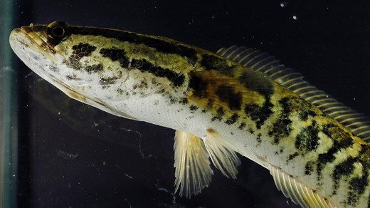 Fishing in MS? This invasive fish can breathe air, walk on land. Kill it if you see it