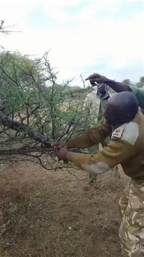A Muslim genz from Amboseli Village has gone viral after bravely assisting the Kenya Wildlife Service (KWS) in rescuing a trapped python measuring approximately 25 feet long and weighing around 60 kg. Following the successful rescue, the python was safely released back into its natural habitat, far from human settlements.