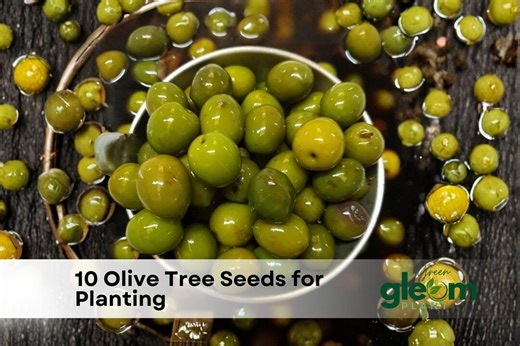 10 Olive Tree Seeds | Olea Europaea - Etsy
