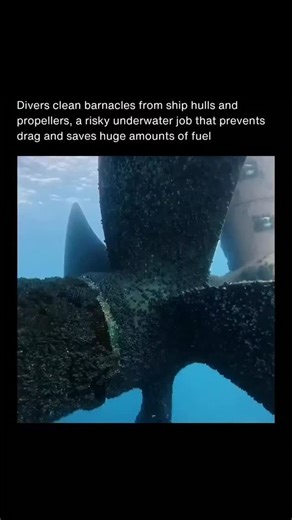 REACHX on Instagram: "Barnacles may look harmless, but they can cause major problems for ships. When they attach to the hull and propellers, they create drag that slows vessels down and forces engines to work harder. Even a thin layer of barnacles can increase fuel consumption by up to forty percent, costing shipping companies millions each year. To combat this, divers are sent underwater to carefully clean and scrape the hulls and propellers. It is a difficult and risky job that requires precis