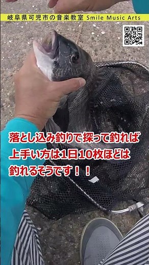 良型連発！！堤防から筏竿でチヌを釣る！ #shorts