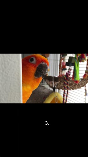 The loudest parrot in the world be like… #sunconure #loud #parrots t