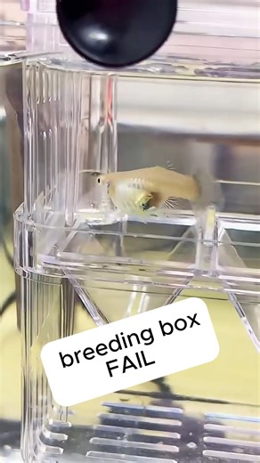 hendrix backyard on Instagram: "epic fail 🙃 #aquarium #guppies #aquariumhobby #fish"