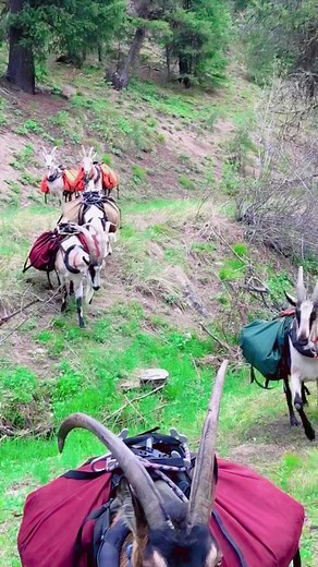 641K views · 10K reactions | Mountain Goats  #goats #mountain #hiking #travel #adventure #reels #reelsvideos #Facebook | Gilgit Baltistan Adventure Treks and Tours Pakistan | Facebook