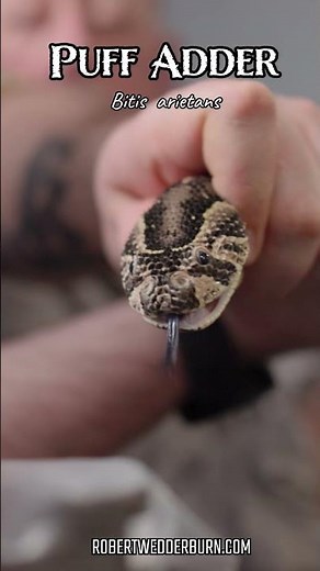 The Puff Adder Venom Extraction #reptiles #wildlife