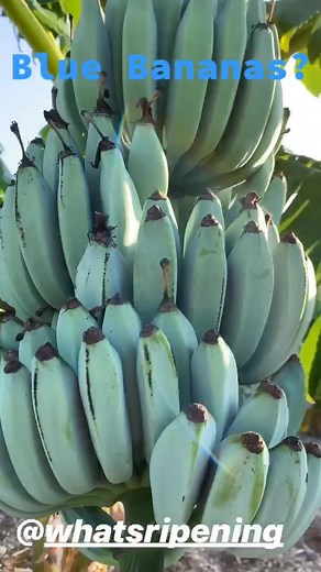 GreenDreamsTV on TikTok