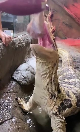 The Reptile Zoo on TikTok