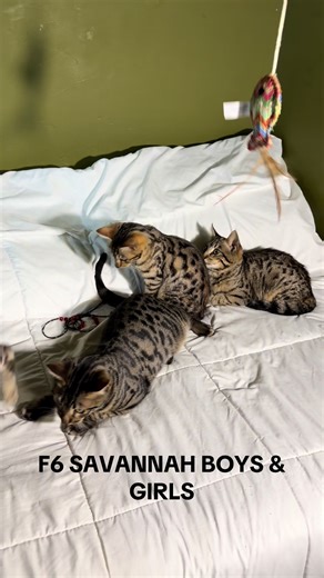 F6 Savannah Boys & Girls: Cats for Sale