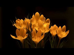 Crocus flower blooming (4K) - Royalty Free Video (The collection)