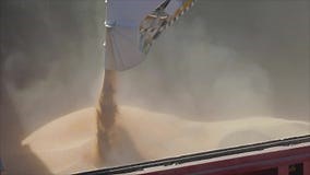 Loading Grain into a Cargo Ship for Transportation by Sea. the Ship is Loaded with Wheat in the Port. Wheat Export. Sea Stock Video - Video of equipment, ripe: 163497869