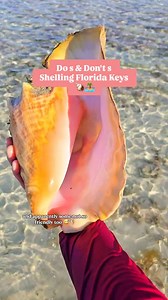 Now you know 💙 #floridakeys #ethicalshelling #shells #collectingseashells | The Seashell Mermaid