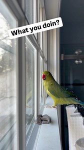 38K views · 2K reactions | Does anyone else hear it?! I think she’s saying her first phrase! To me, it sounds just like the beginning of “whatcha doin big Grammy”! What do we think? #talkingbird #talkingparrot #cuteanimals #funnyanimals #parrot #irn #babyanimals #baby #firstword | Beakybeaker | Facebook