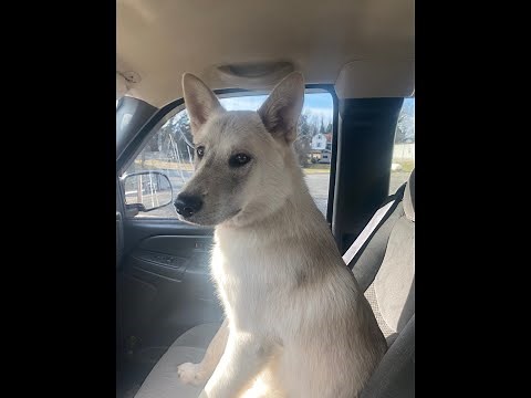 Watch this before you get a wolf dog / wolf hybrid