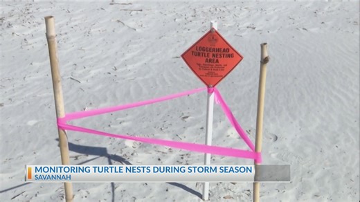 Sea turtle nesting season wraps with surprises on coast