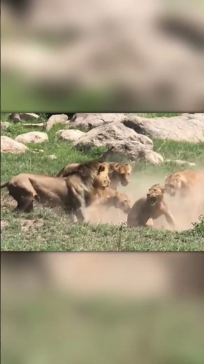 Savage Queens – Lionesses Fight for Dominance!