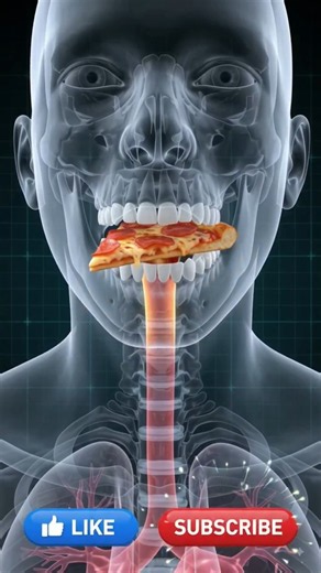 Digestive System Explained Easily 🧠 | 3D Anatomy #shorts