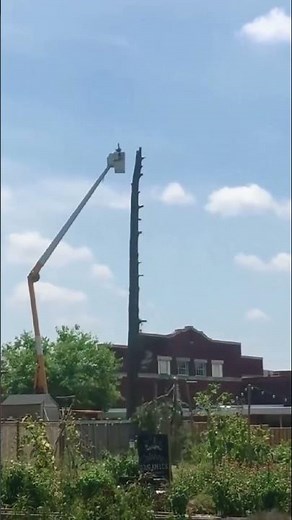 كن حذرًا عند قطع هذه الأشجار!🌲🪓⚠️