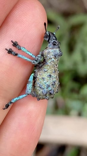 Throwback to some of the incredible insects I came across during my travels through Madagascar! Checkout this broad nosed blue weevil (Holonychus saxosus) we found in Andasibe, Madagascar! What an beautiful little beetle 🪲✨! • #reptiliatus #beetle #madagascar #insect #animal #wildlife #coleoptera #insectsofinstagram #animalsofinstagram #viral #reels #instagram #nature #blue #beautiful #gem #jewel #jewelry #learn #science #weevil #Holonychussaxosus | Reptiliatus