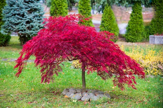 Tiny Yard? These Dwarf Trees Make a Surprisingly Big Impact