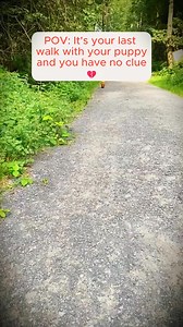 later that day, she died in my arms 🕊💔 #heartbroken #dogloss #petloss #petlossawareness #souldog #puppy #accident #griefjourney #dog #poodle #toypoodle #toypoodlepuppy #rip #restinpeace #rainbowbridge | Paws & Hearts