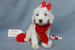Pixie - Cockapoo Puppy E51E87