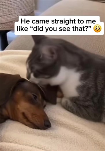 Mean Kitty and Cute Dachshund Puppies Playing
