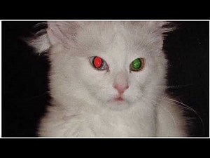 AYCE COMET - Salem (intro)