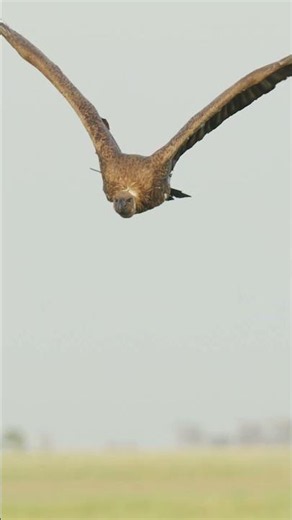 Vulture in Flight #vulture #wildlife