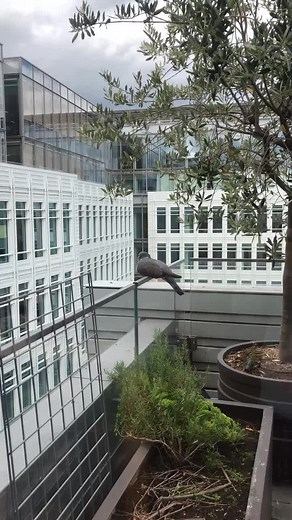 blob of pigeon #fyp #foryou #foryoupage #foru #pigeon #pijohn #uk #london