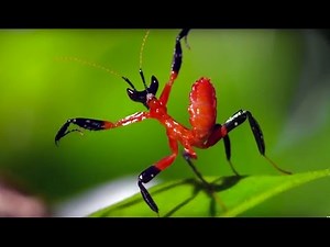 The Amazing Natural World – 1 Million Subscriber Celebration – BBC Earth