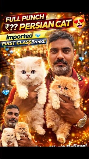 🔥 Full Punch Persian Cat 😻 Imported First Class Breed You Won’t Believe! 💎🔥