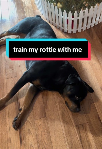Effective Dog Training Tips for Rottweilers