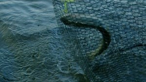 The stunning beauty and amazing fishery make the Ozarks a top destination for fun and adventure in SEC country. Come along with ESPN's Marty Smith as he explores this special region with guide Willie at his side. Check out the video we posted last week for Marty's full experience in the Ozarks at www.academy.com/traditions | Academy Sports Outdoors