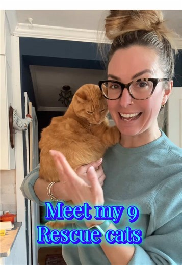 Just a few cats ya know #catlady #cats #catsoftiktok #catlover