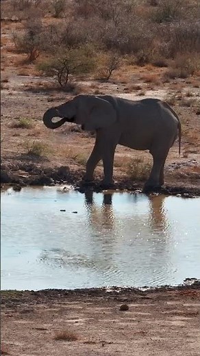 A Peaceful Elephant Drinking In Namibia #africanwildlife